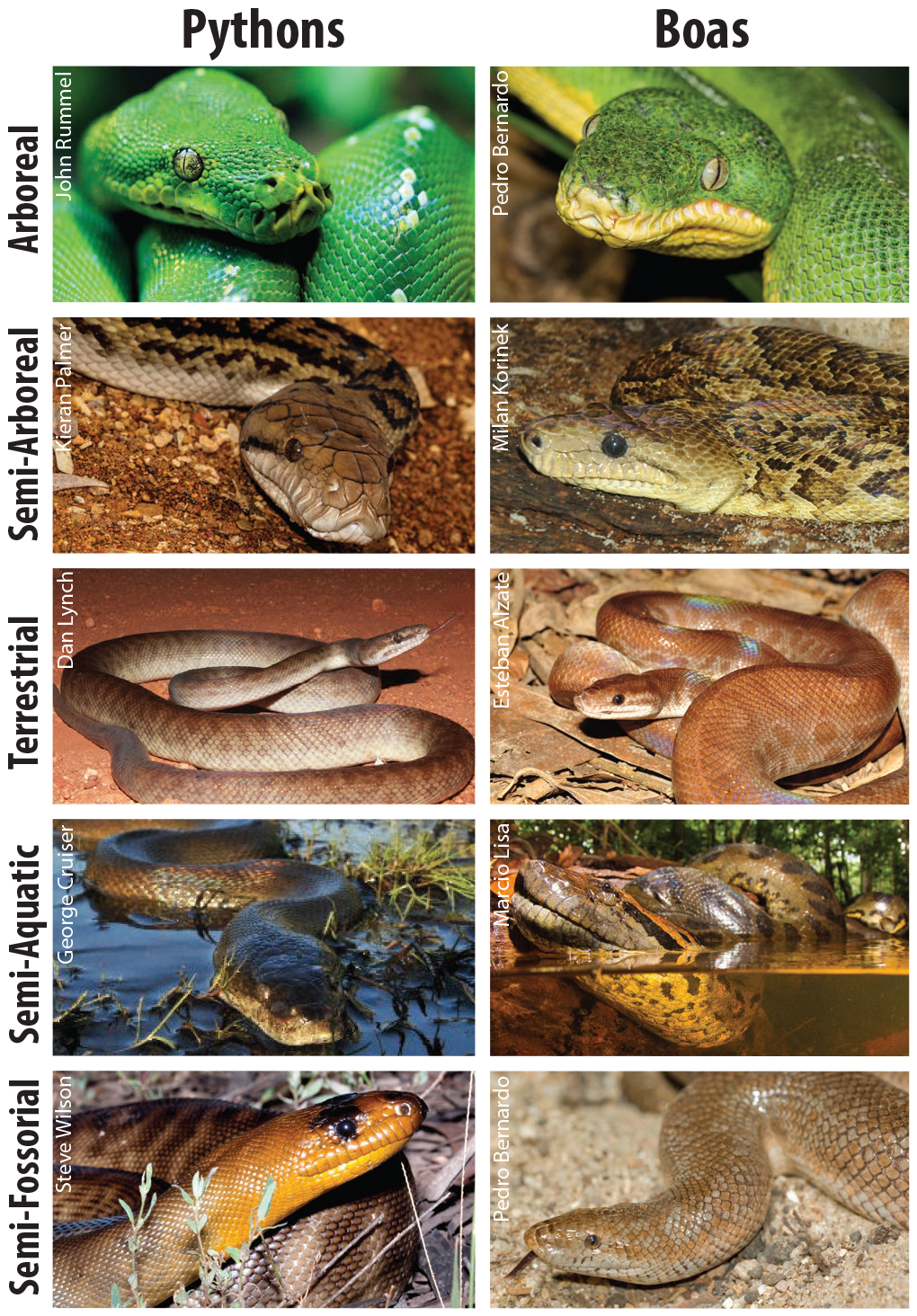 Lifestyle drives snake similarities in boas and pythons