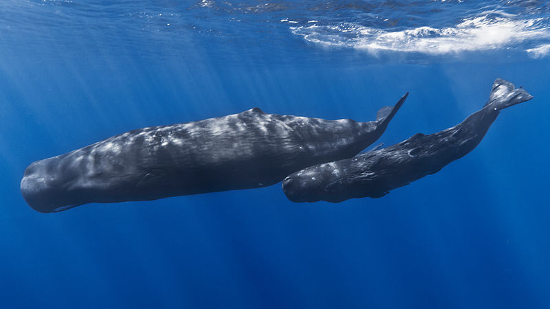 800px-Mother_and_baby_sperm_whale Gabriel Barathieu CC BY-SA 2.0, via wikipedia
