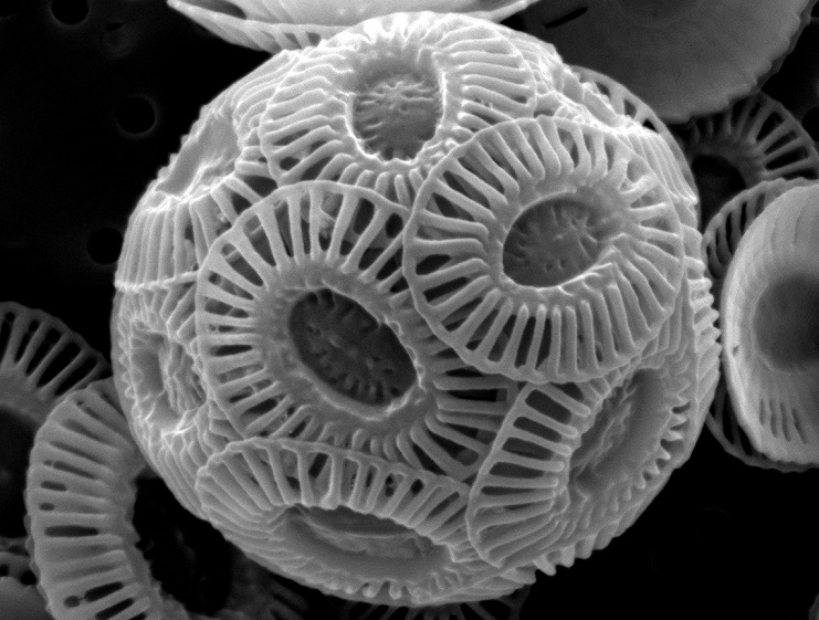 Emiliania huxleyi microalgae Clara Hoppe Sebastian Rokitta Alfred Wgener Institute - Copy