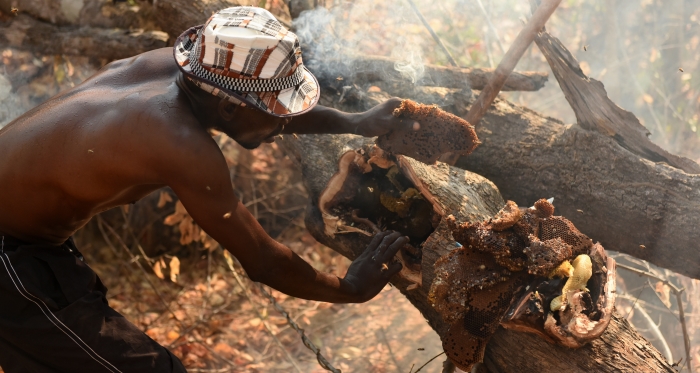Yao honey-hunter Orlando Yassene harvests honeycombs from a wild bees’ nest in the Niassa National Reserve, Mozambique.