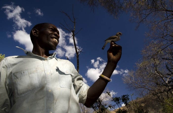Yao honey-hunter Orlando Yassene holds a female greater honeyguide temporarily captured for research in the Nisa National Reserve, Mozambique.