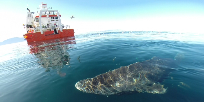 A Greenland shark near the surface after its release from research vessel Sanna in northern Greenland. Julius Nielsen