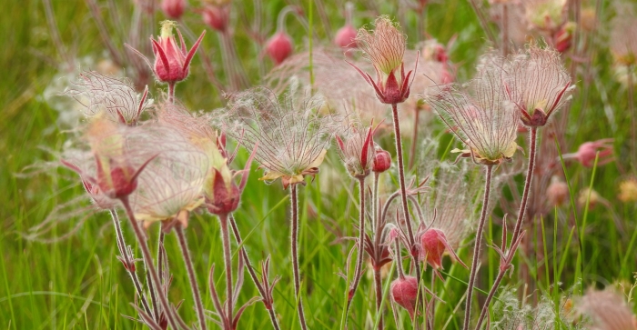 From Prairies to Corn - Science Update