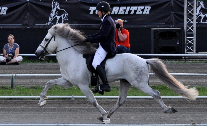 This photograph shows an ambling Iceland pony during World Championship. Monika Reissmann