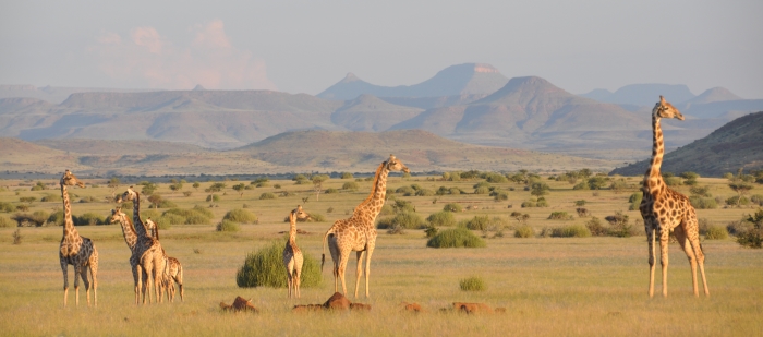 Damaraland Namibia Angolan giraffe herd Namibia Julian Fennessy 700
