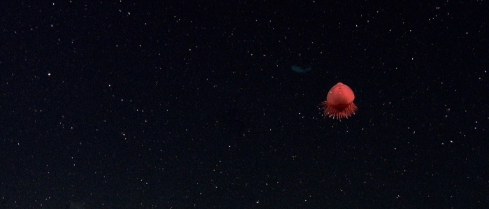 A red hydromedusa hovering over the seafloor. NOAA Photo Library CC BY 2.0, via flickr, cropped A