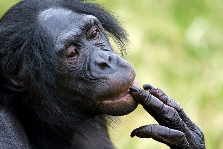 Bonobo Wandering Panda CC BY NC 2.0, via flickr