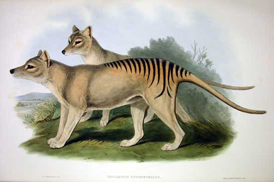 John Gould's lithographic plate from Mammals of Australia 1862