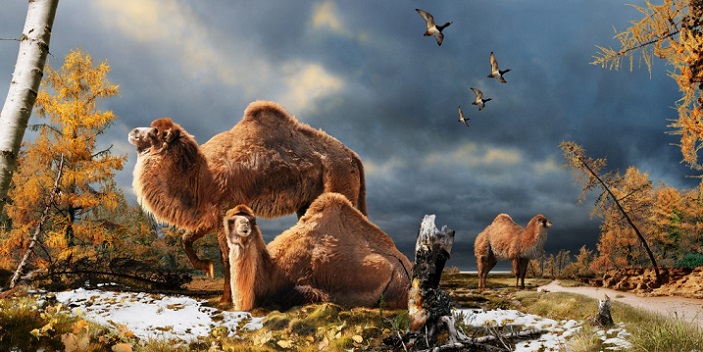 Julius Csotonyi Illustration of the High Arctic camel on Ellesmere Island during the Pliocene warm period, about three-and-a-half million years ago