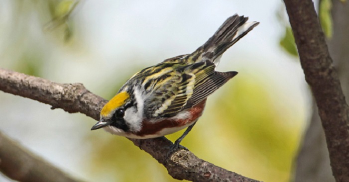 Chestnut-sided Warbler. Matt Tillett U.S. Fish & Wildlife Service CC BY-2.0, via flickr