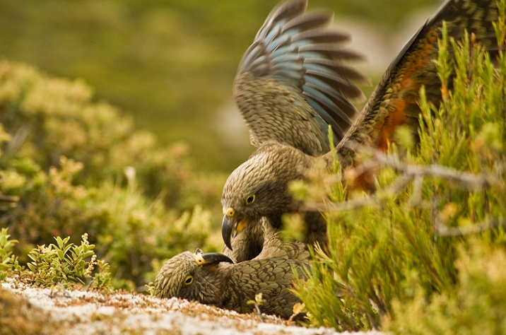 Two juvenile kea tussle on ground Raoul Schwing