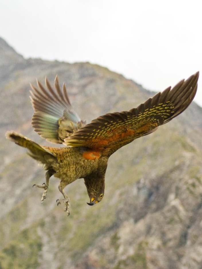 juvenile kea Raoul Schwing