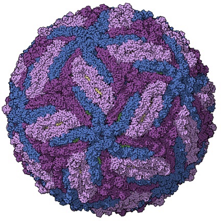 An artist's depiction of the Zika virus capsid Manuel Almagro Rivas CC BY-SA 4.0, via Wikipedia
