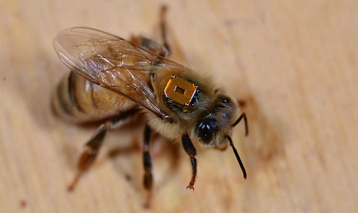 A worker honeybee has been fitted with a RFID on its back so researchers can record when it enters and leaves the colony. York University Professor Amro Zayed