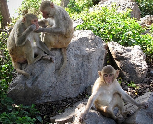 Rhesus monkeys Macaca Mulatta grooming on rock in Cayo Santiago, Puerto Rico. Stephen V. Shepherd Science AAAS