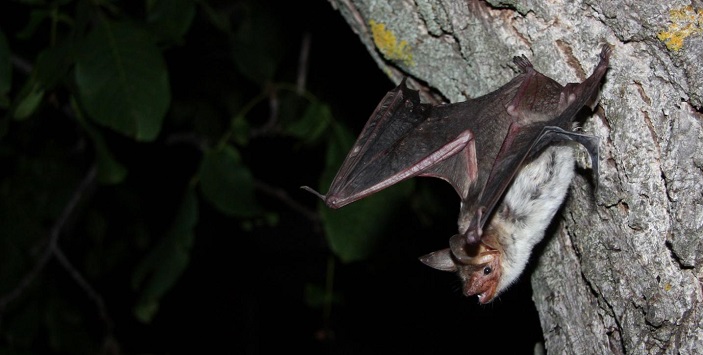 A single greater mouse-eared bat about to take off Stefan Greif