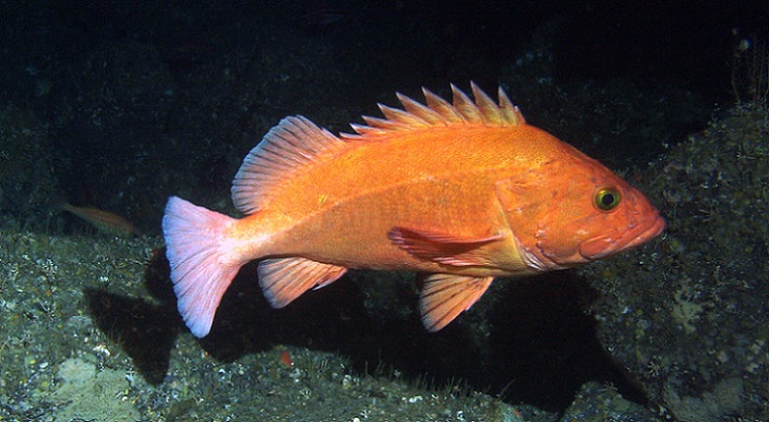 An adult yelloweye rockfish Sebastes ruberrimus foraging above the reef for smaller rockfishes and other prey. Victoria O'Connell