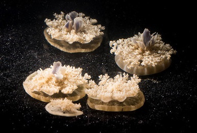 Multiple Cassiopea jellyfish on the bottom of a tank. LGoentoro