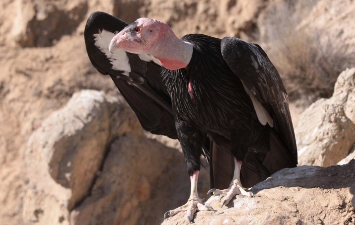 Reducing the use of lead ammunition will make it feasible to reintroduce condors in Northern California. C. West