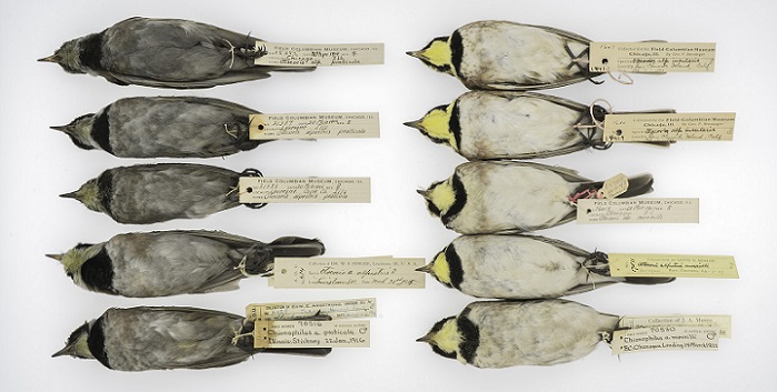 Horned larks stained by black carbon. (© Carl Fuldner and Shane DuBay/University of Chicago and The Field Museum) 