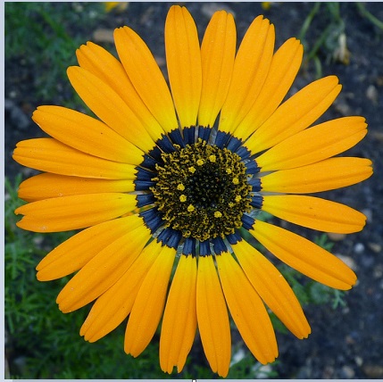 Ursinia speciosa is a member of the Daisy family. The region at the base of the petals contains a dark pigment, but appears blue due to the presence of disordered floral nanostructures on the cell surface. Edwige Moyroud