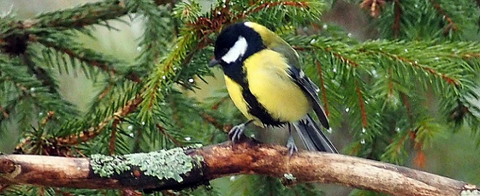 A great tit in Sweden. (Pixabay)