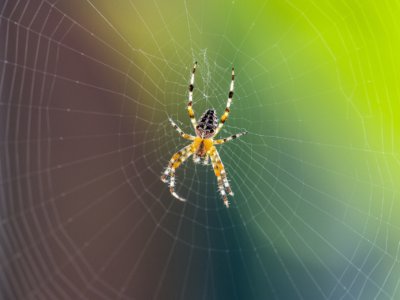 Black and yellow spider in its web