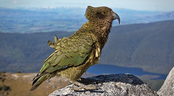 A kea parrot in the mountains of New Zealand. (Tomas Sobek)
