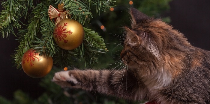 Keep pets safe during the holiday season. (Pixabay) pexels-photo-236586