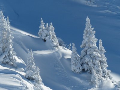 Snowy hillside with snow-covered trees