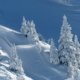 Snowy hillside with snow-covered trees