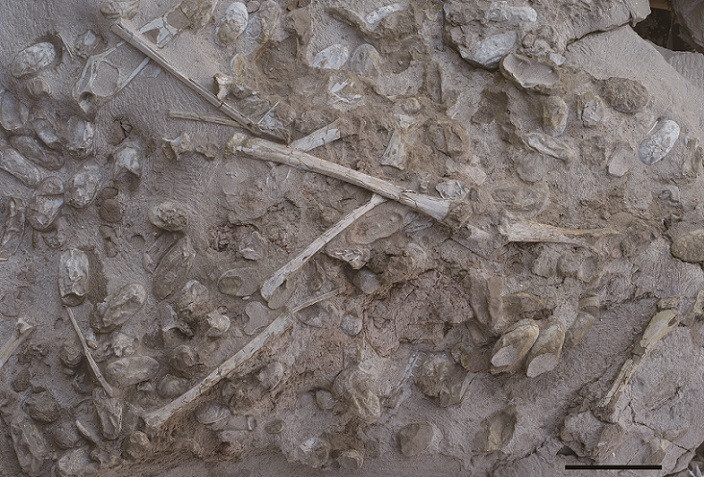 Pterosaur egg and bone fossils. (Wang et al. Science 2017)