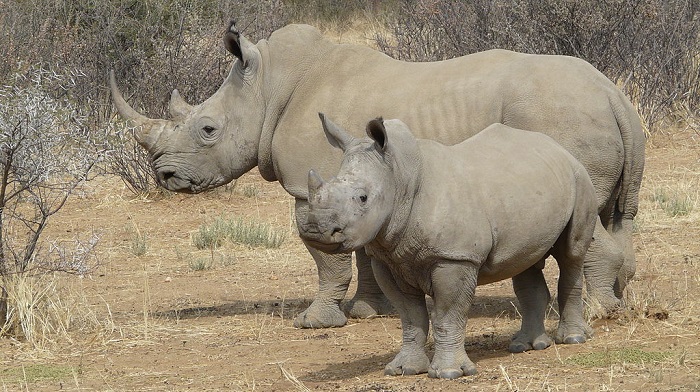 Southern white rhino with calf, Namibia. (Zigomar/CC BY-SA 3.0, cropped, via Wikipedia