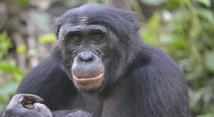 Fizi, an adult male bonobo at Lola ya Bonobo sanctuary. Christopher Krupenye