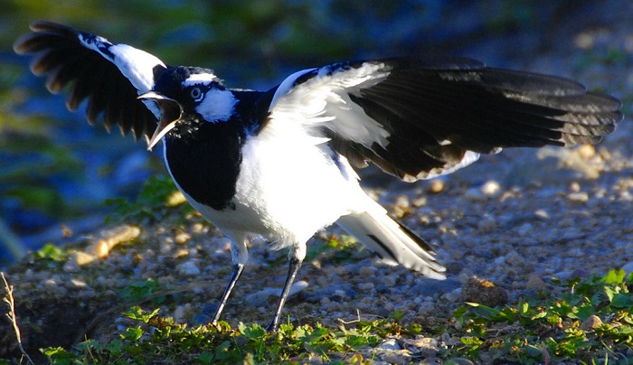 A male Australian magpie-lark raises his wings and calls in display. (Pierre Pouliquin/CC-BY-NC-2.0, via flickr)