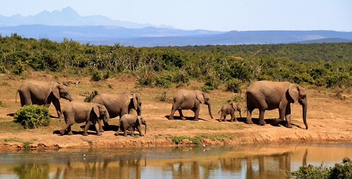 A herd of elephants. (Pixabay)