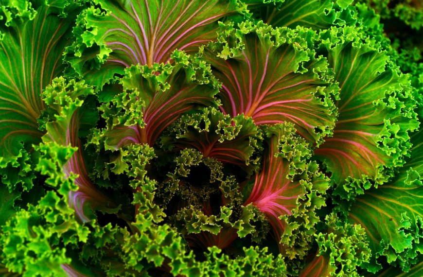 Why Are Plants Green?