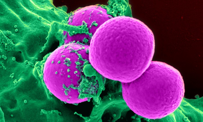 Green and Purple-dyed blood cells
