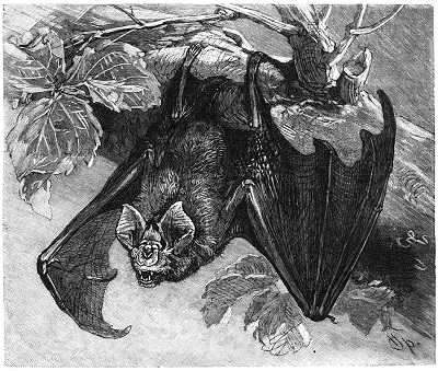 Greater horseshoe bat. (Brehms Tierleben Small Edition,1927)