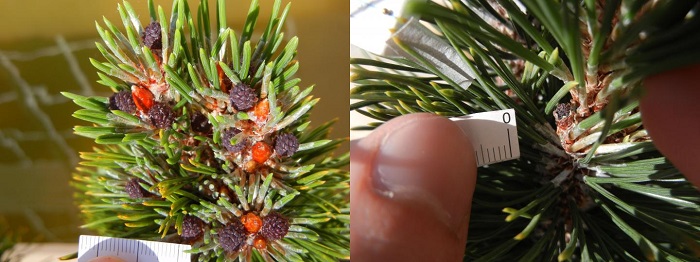 Normal seed cones (left) of the dwarf pine Pinus mugo compared to the shriveled seed cones of trees irradiated with more than 10 times the amount of UV-B that hits Earth's surface today. Once removed from the UV-B growth chambers, the trees regained their fertility. The irradiated trees also produced malformed pollen, which has been observed in fossils from the end of the Permian Period 252 million years ago. (Jeffrey Benca, UC Berkeley)