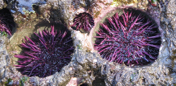 Purple sea urchins grow to fit perfectly inside cavities that they create themselves. (Michael Russell/Creative Commons)