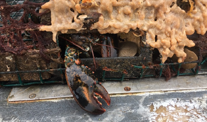 A lobster trapped inside derelict fishing gear. (© Center for Coastal Studies 2017)