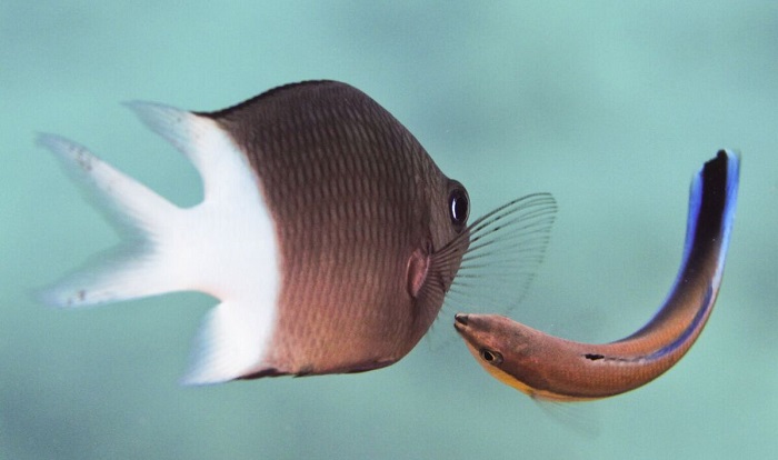 Cleaner wrasse attending to a reef fish. (Simon Gingins)