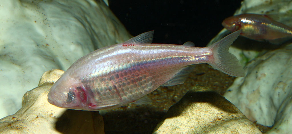 Mexican cavefish (H. Zell /CC BY-SA 3.0, via Wikipedia - cropped