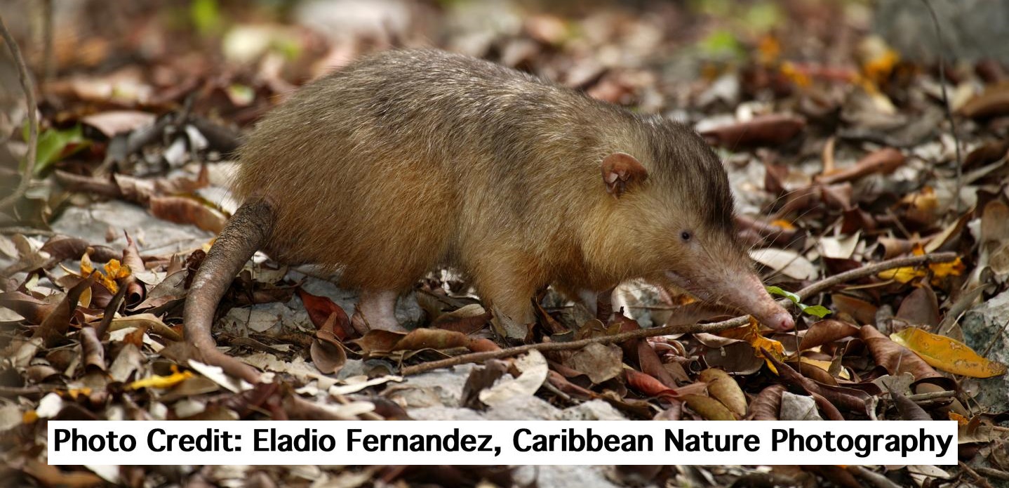 Hispaniolan solenodon (Solenodon paradoxus) is one of the only extant venomous mammals. (Eladio Fernandez, Caribbean Nature Photography)