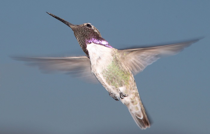 Male Costa's hummingbirds create an elaborate visual and acoustic display to attract females. (Alan Schmierer Public Domain, via Flickr)