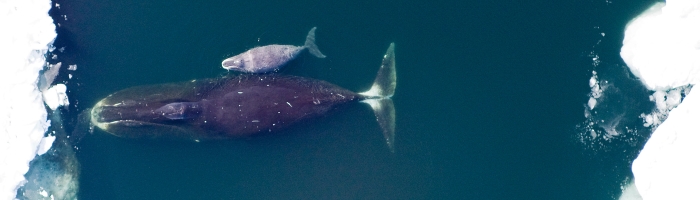 Bowhead whale and calf. (NOAA/National Ocean Service)