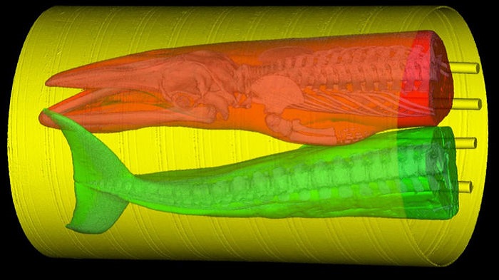 A minke whale specimen in two pieces specimen inside an industrial CT scanner (Ted Cranford/San Diego State University)