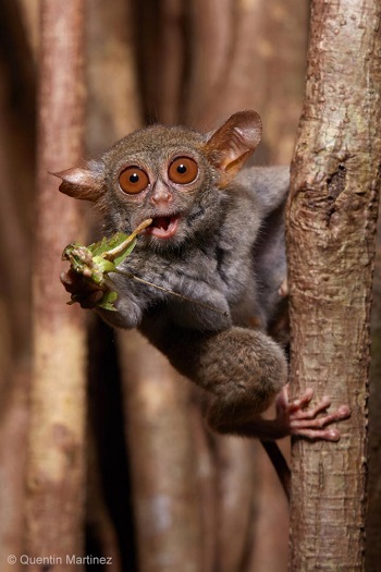 Spectral tarsiers from Indonesia have five functioning chitinase genes and can digest the exoskeletons of insects like this grasshopper. Quentin Martinez)