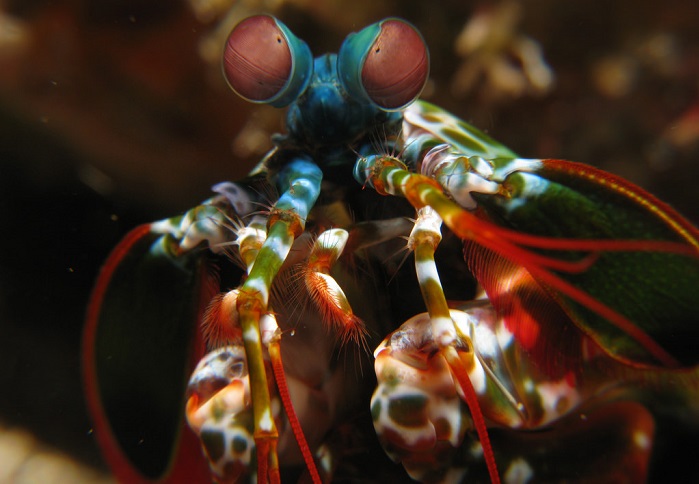A mantis shrimp in Indonesia. (Silke Baron CC BY-2.0, via flickr)